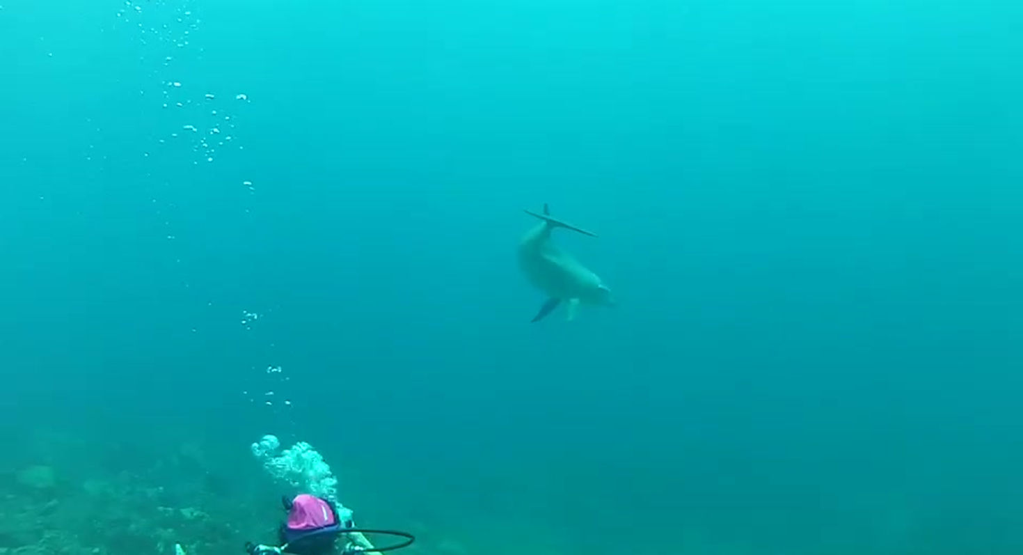 Dolphin Dive